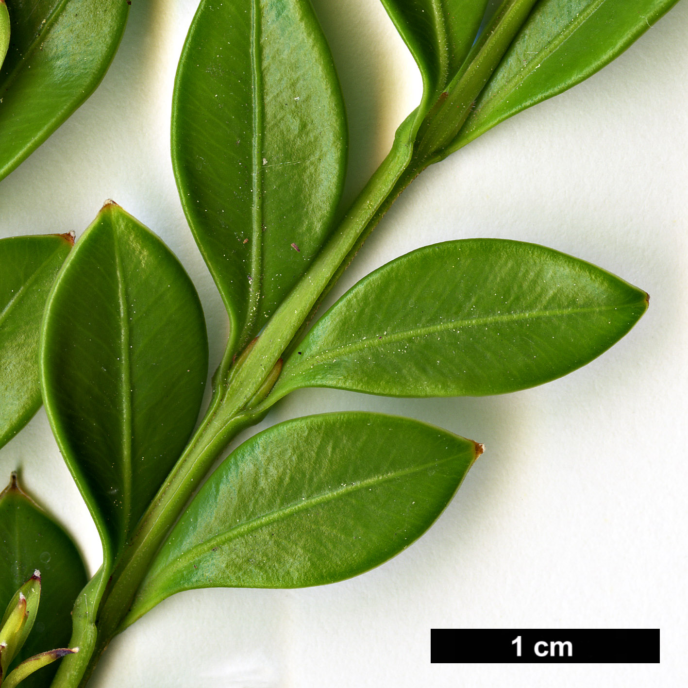 High resolution image: Family: Buxaceae - Genus: Buxus - Taxon: microphylla - SpeciesSub: var. riparia